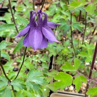 Aquilegia fragrans